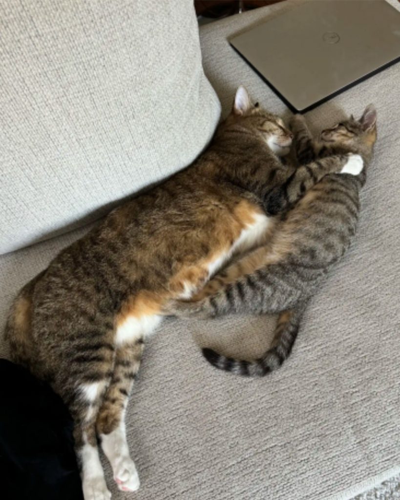 the cat hugs the kitten and they lie on the couch