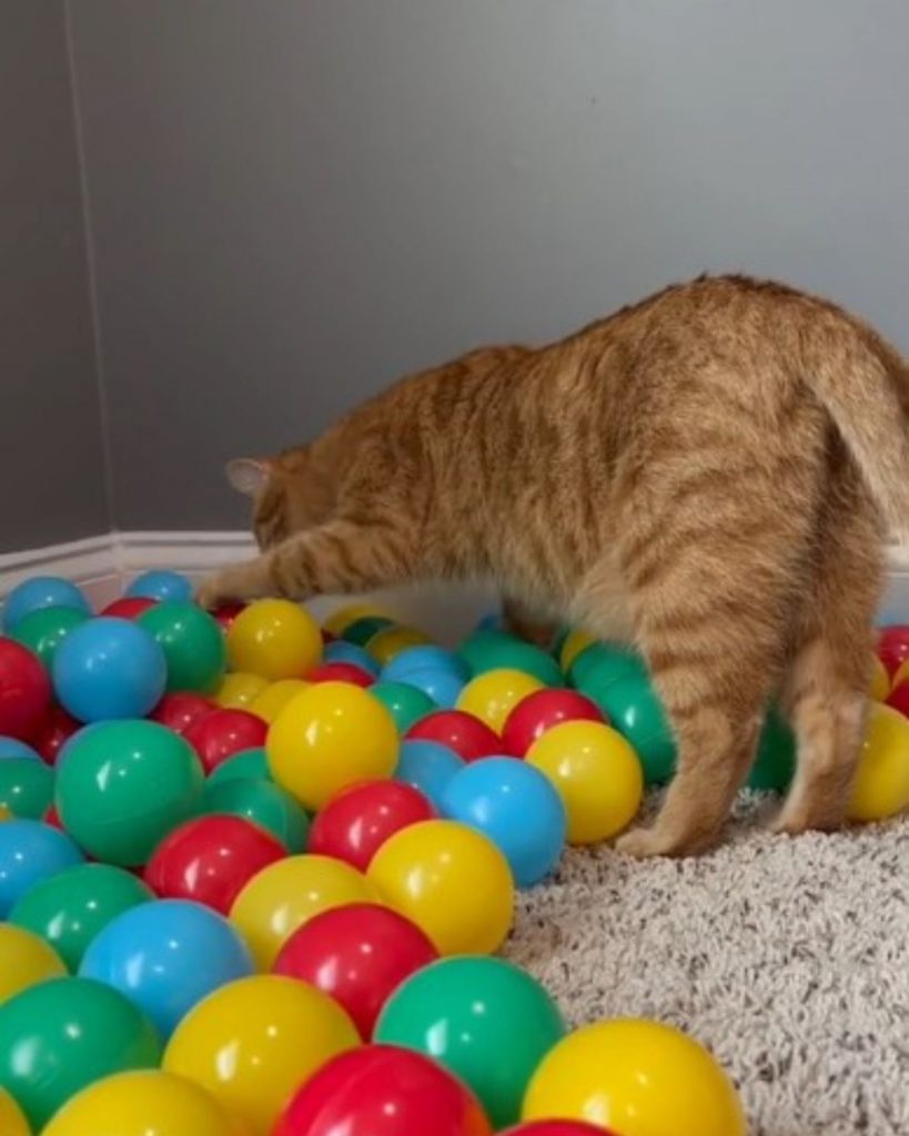 the cat is playing with colorful balls