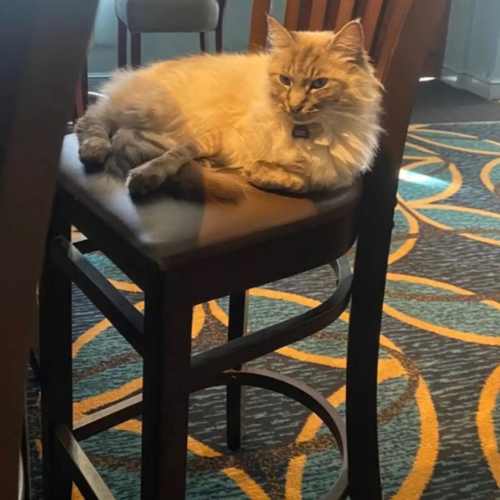 the cat is sitting on a hanging chair