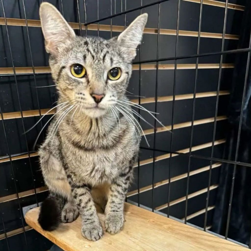 the cat is sitting on a wooden board