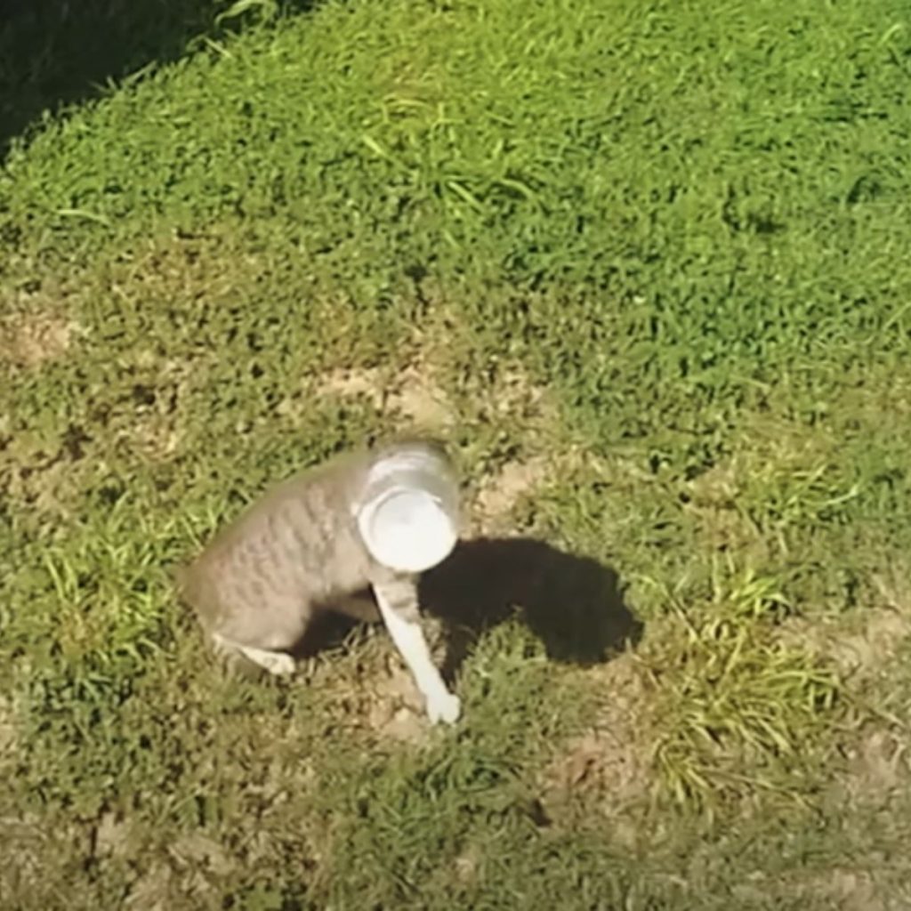 the cat is sitting on the grass with a bottle on its head