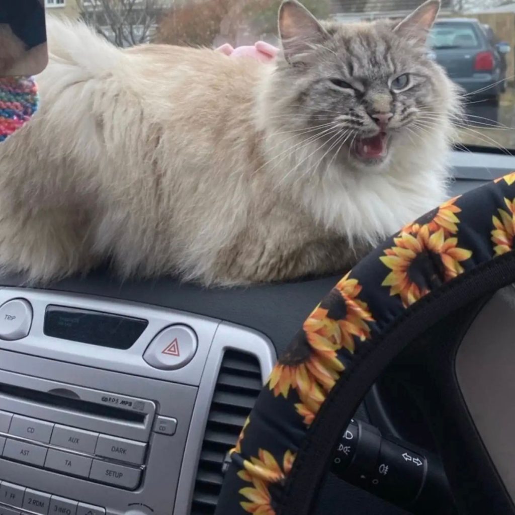 the cat is sitting on the instrument panel of the car