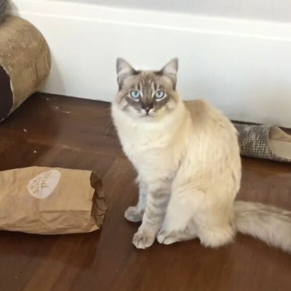 the cat is sitting on the laminate next to the paper bag