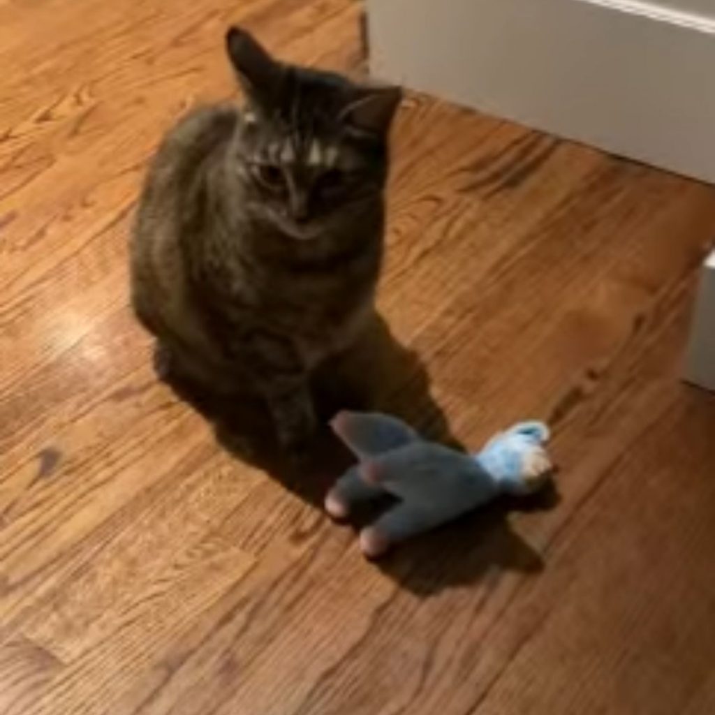 the cat is sitting on the laminate next to the stuffed toy