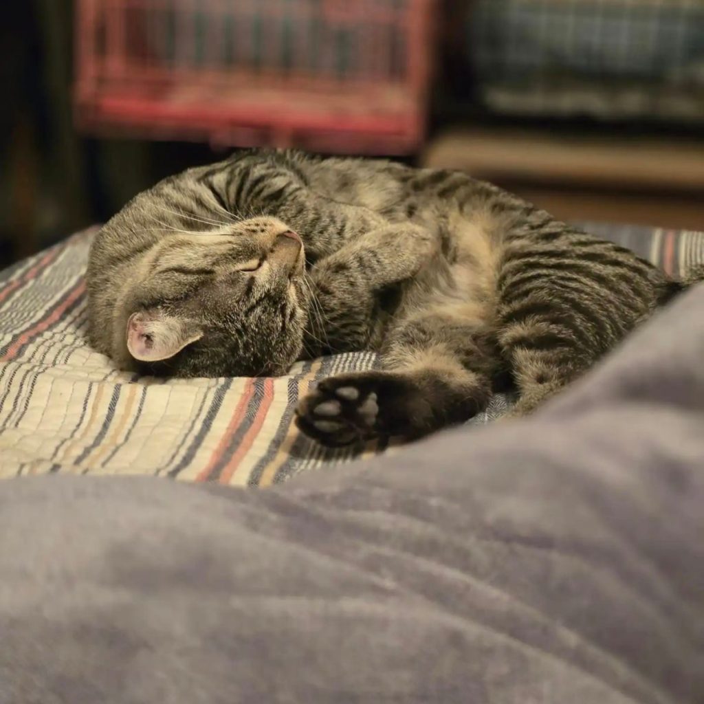 the cat is sleeping curled up on the bed