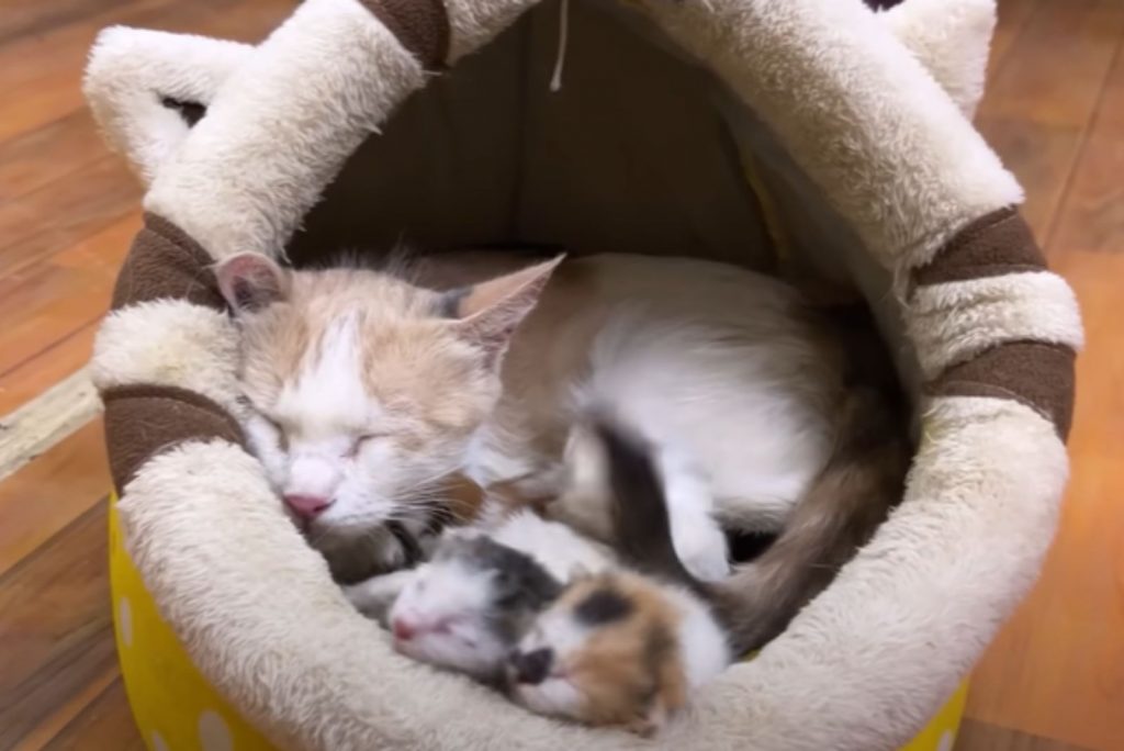 the cat is sleeping with her kittens