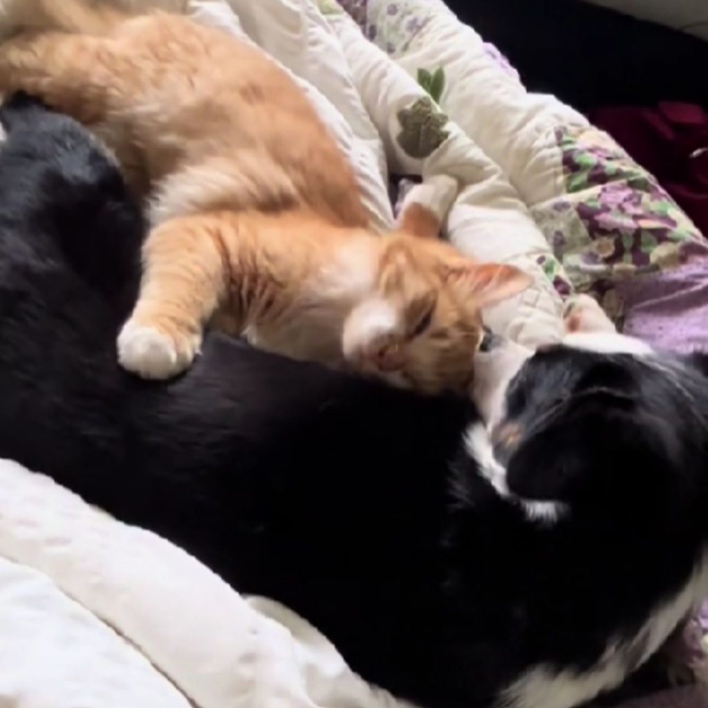 the cat lies leaning on the dog