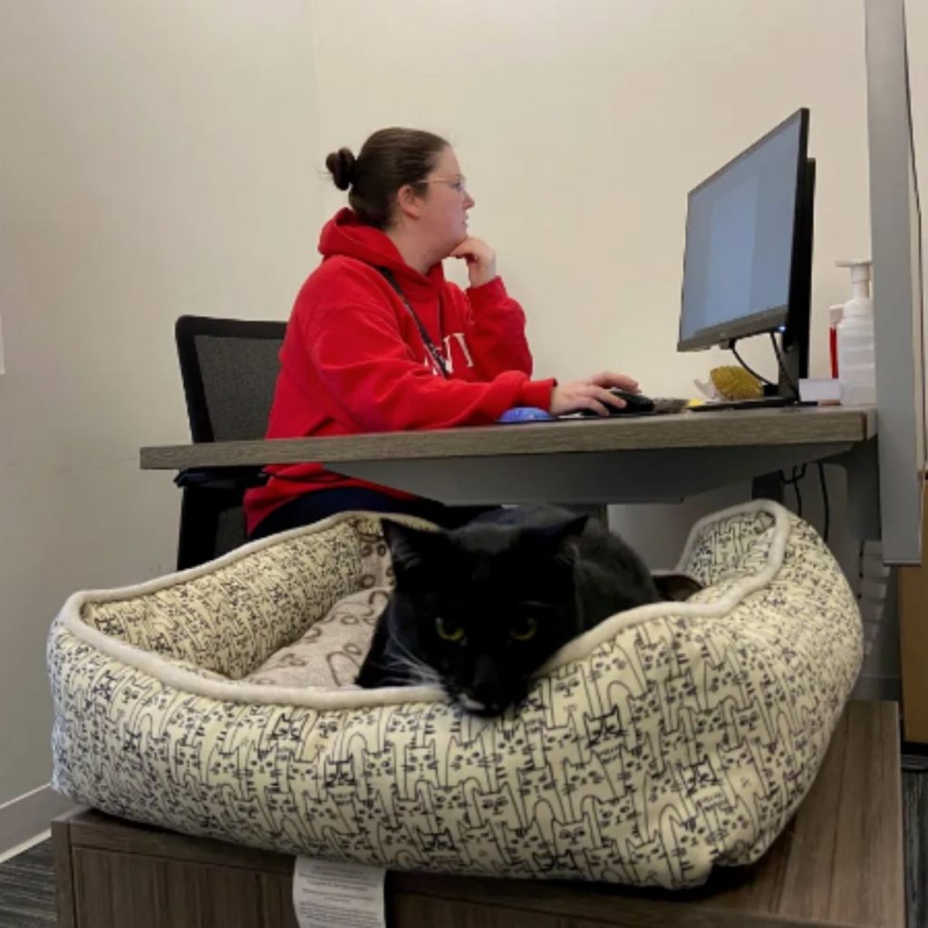 the cat lies on the pillow while the woman works at the laptop