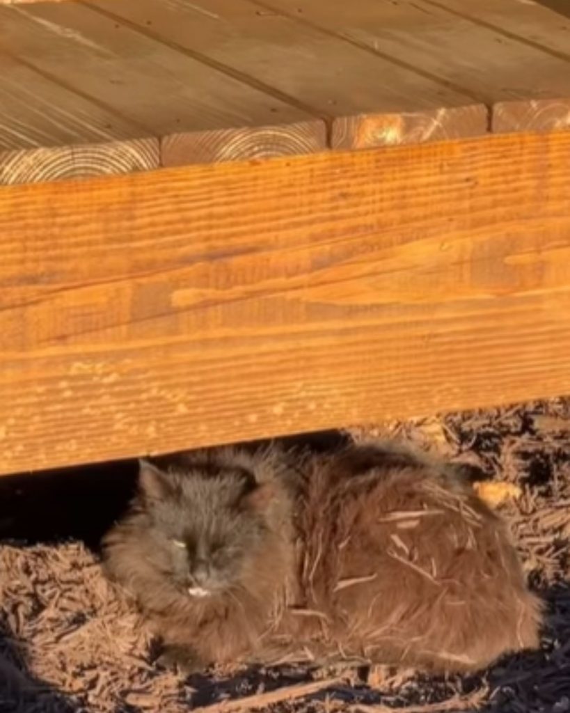 the cat lies under the beams