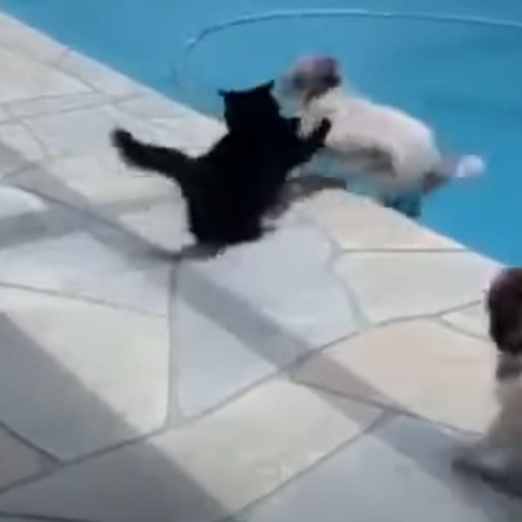 the cat pushes the dog into the pool