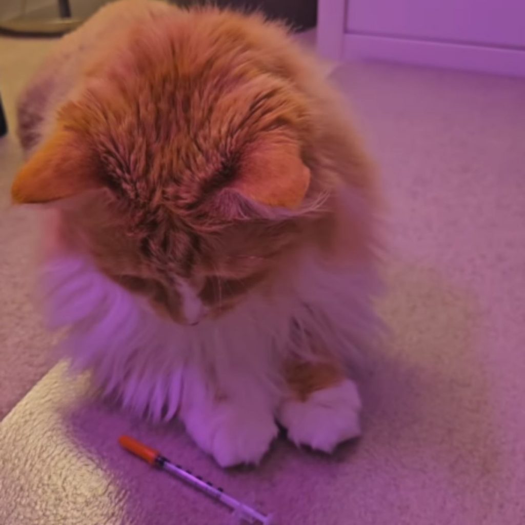 the cat sits and looks at the injection