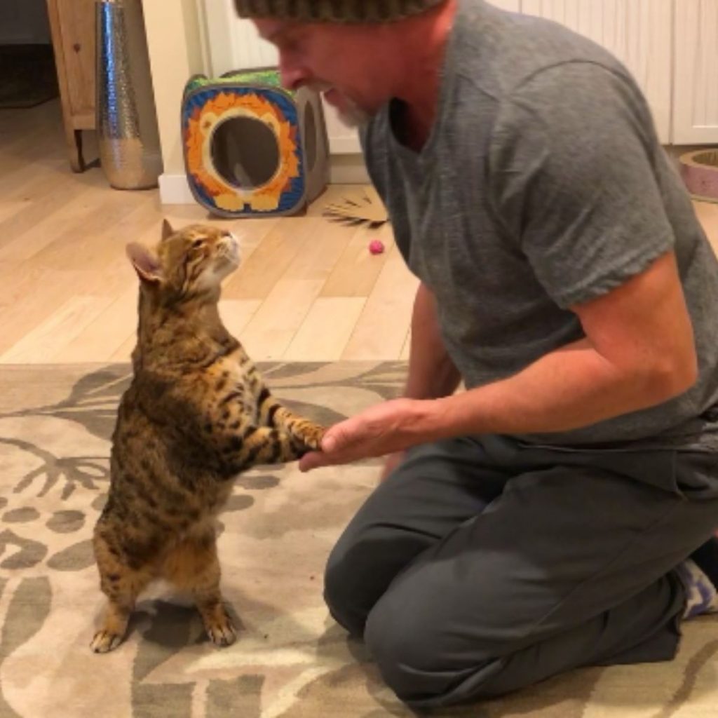 the cat sits on its hind legs next to the man