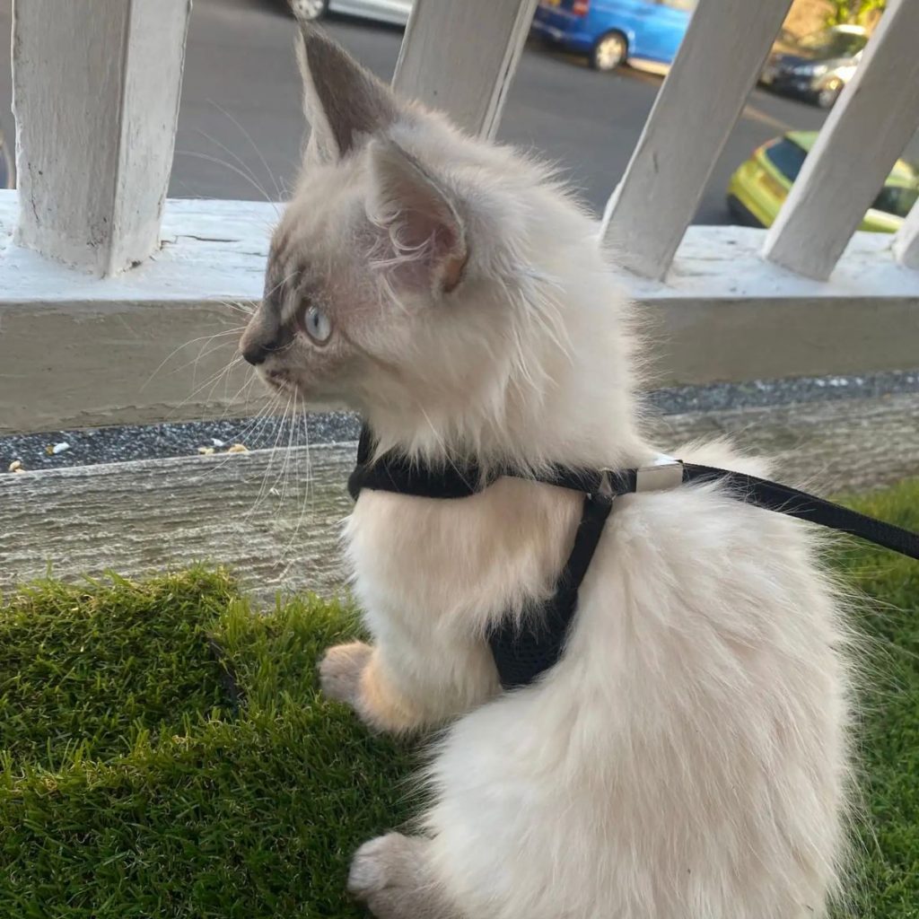 the cat sits on the balcony and looks at the road