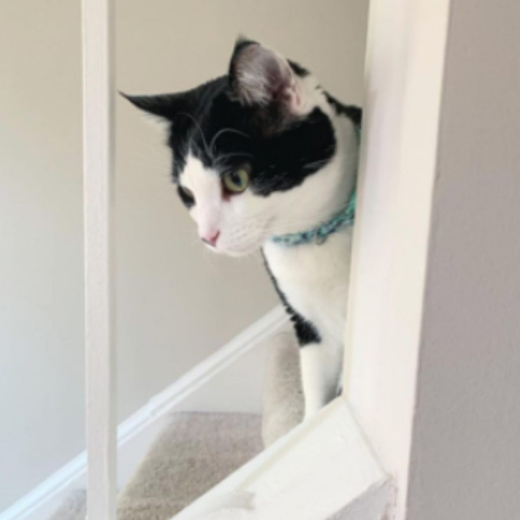 the cat sits on the stairs and looks around