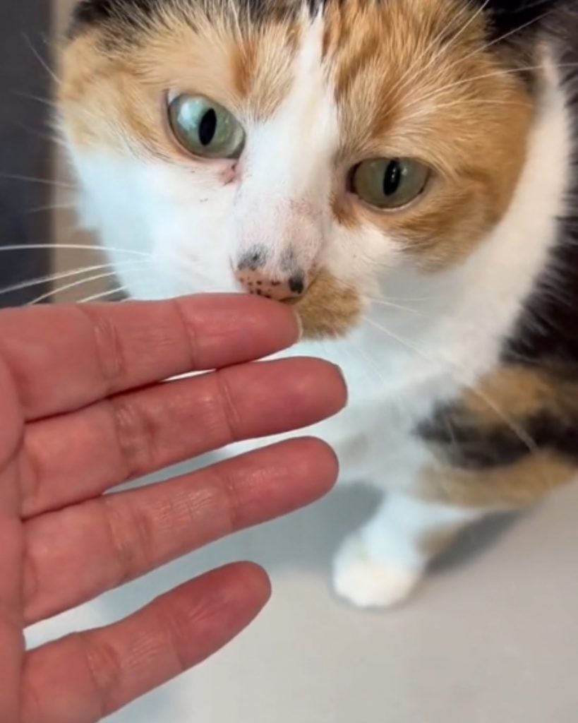 the cat sniffs the woman's hand