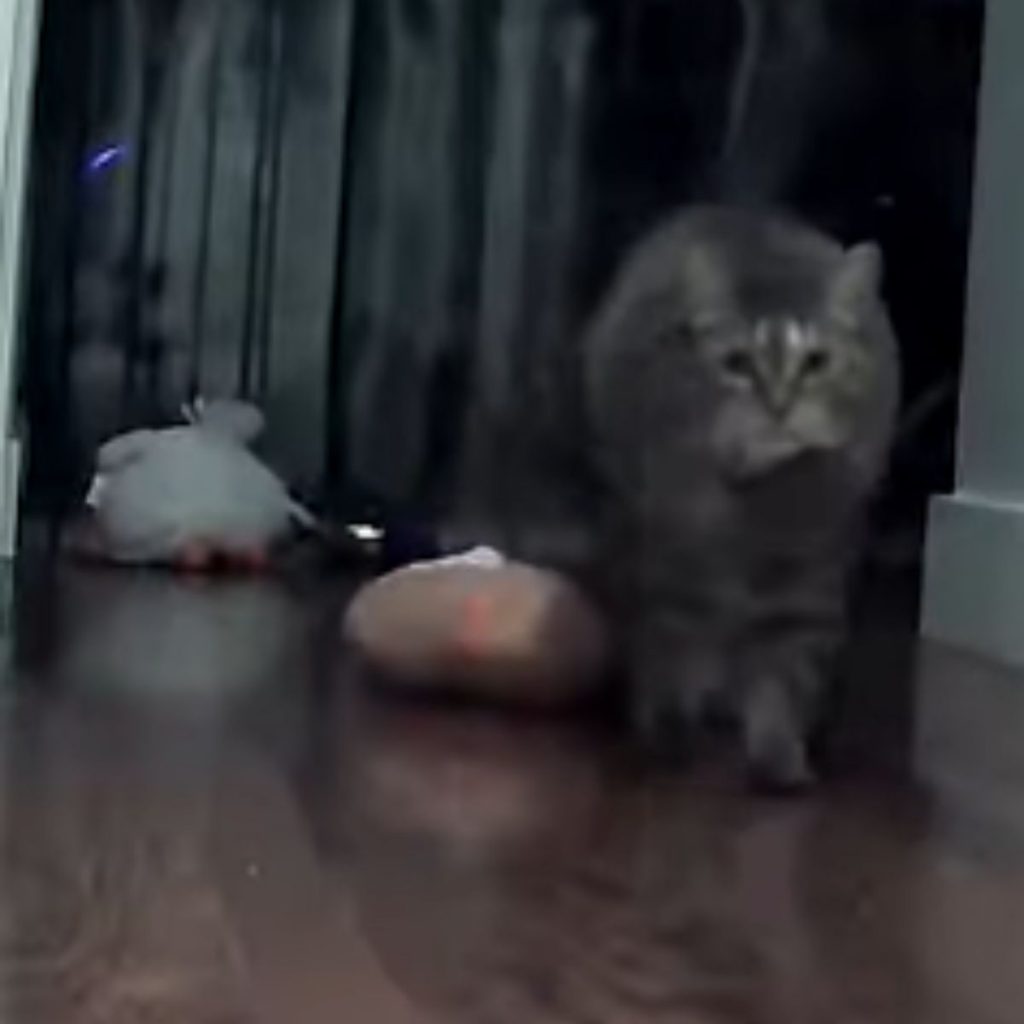 the cat walks around the house in the middle of the night