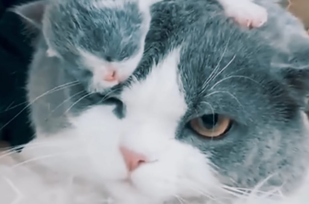 the cat's hair is on the cat's head