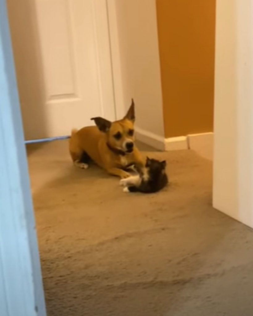 the dog is playing with the kitten in the house