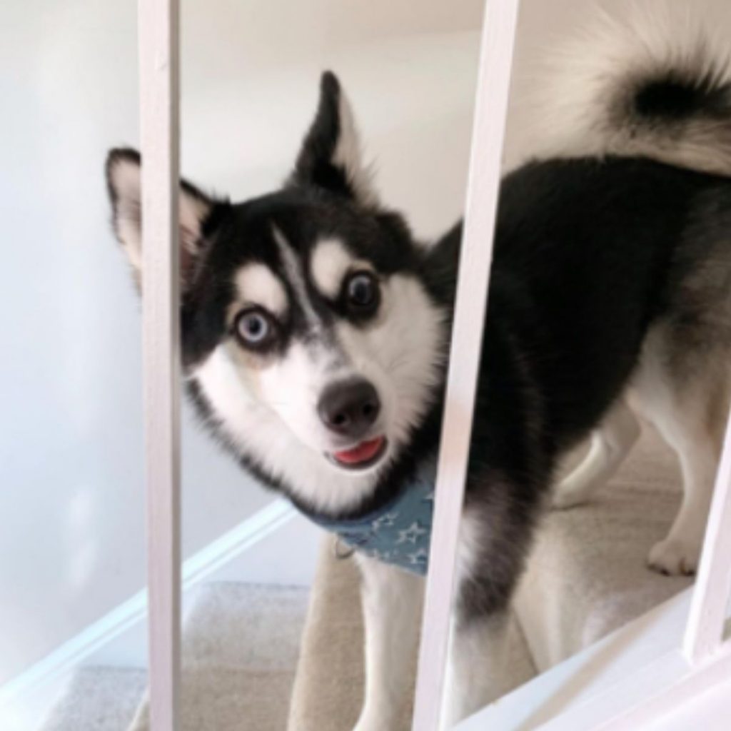 the husky is standing on the stairs