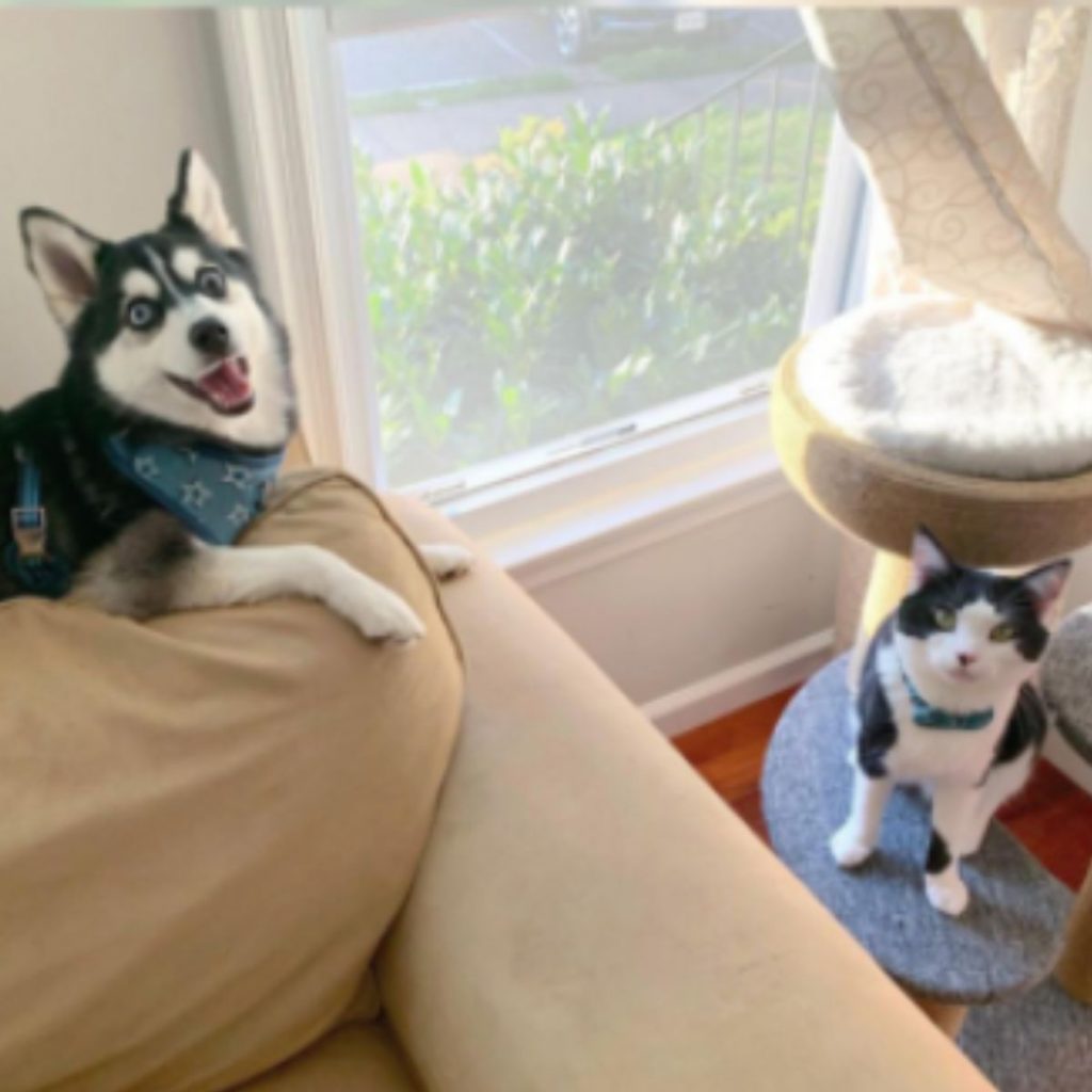 the husky sits on the couch and looks at the cat on the scratching post