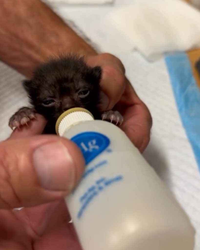 the kitten drinks milk from the bottle