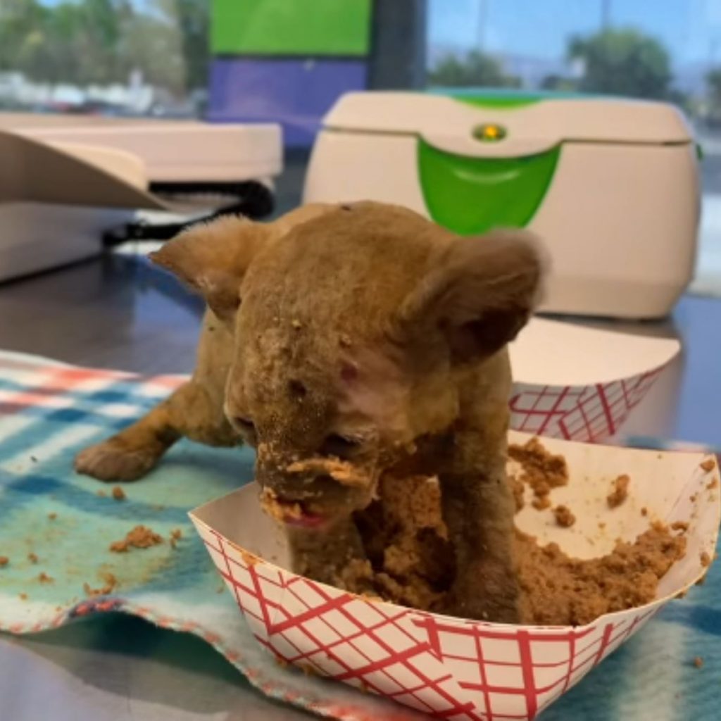 the kitten fell into the plate of food