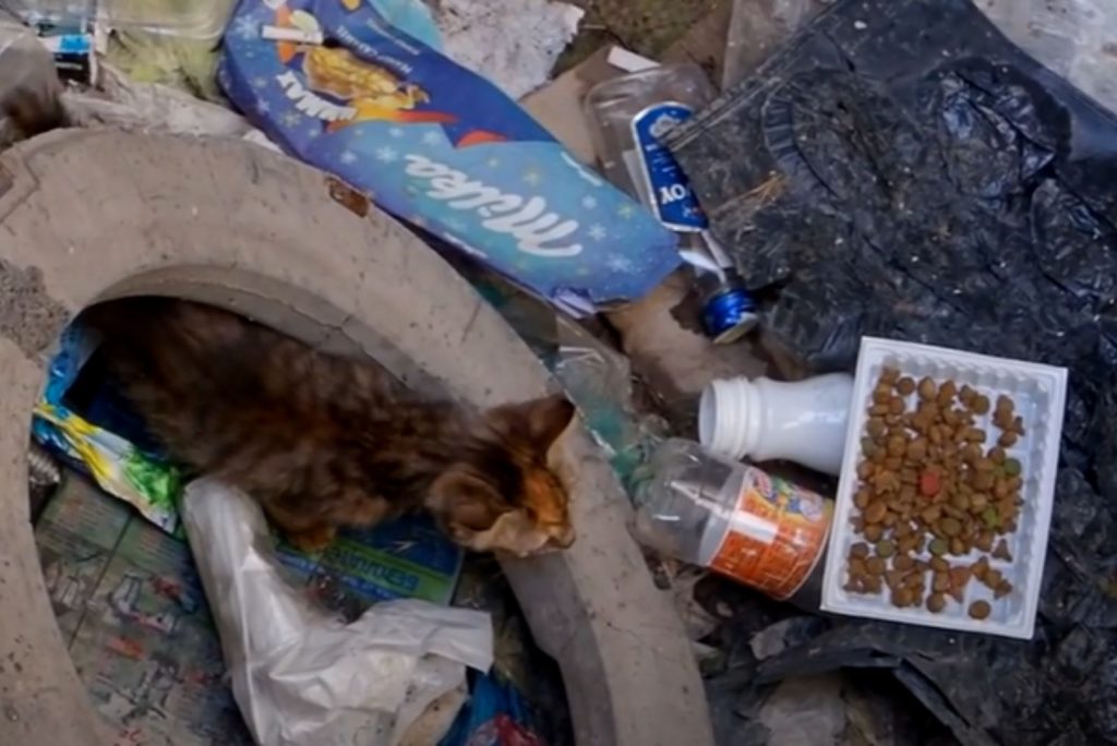 the kitten in the litter approaches the crackers that were left for her