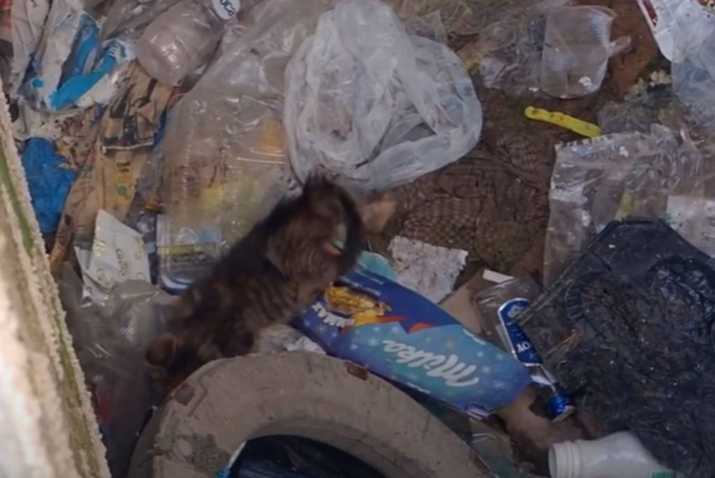 the kitten is lying in the trash