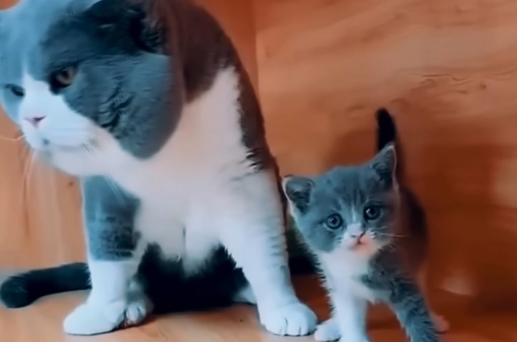 the kitten is standing next to the papa cat