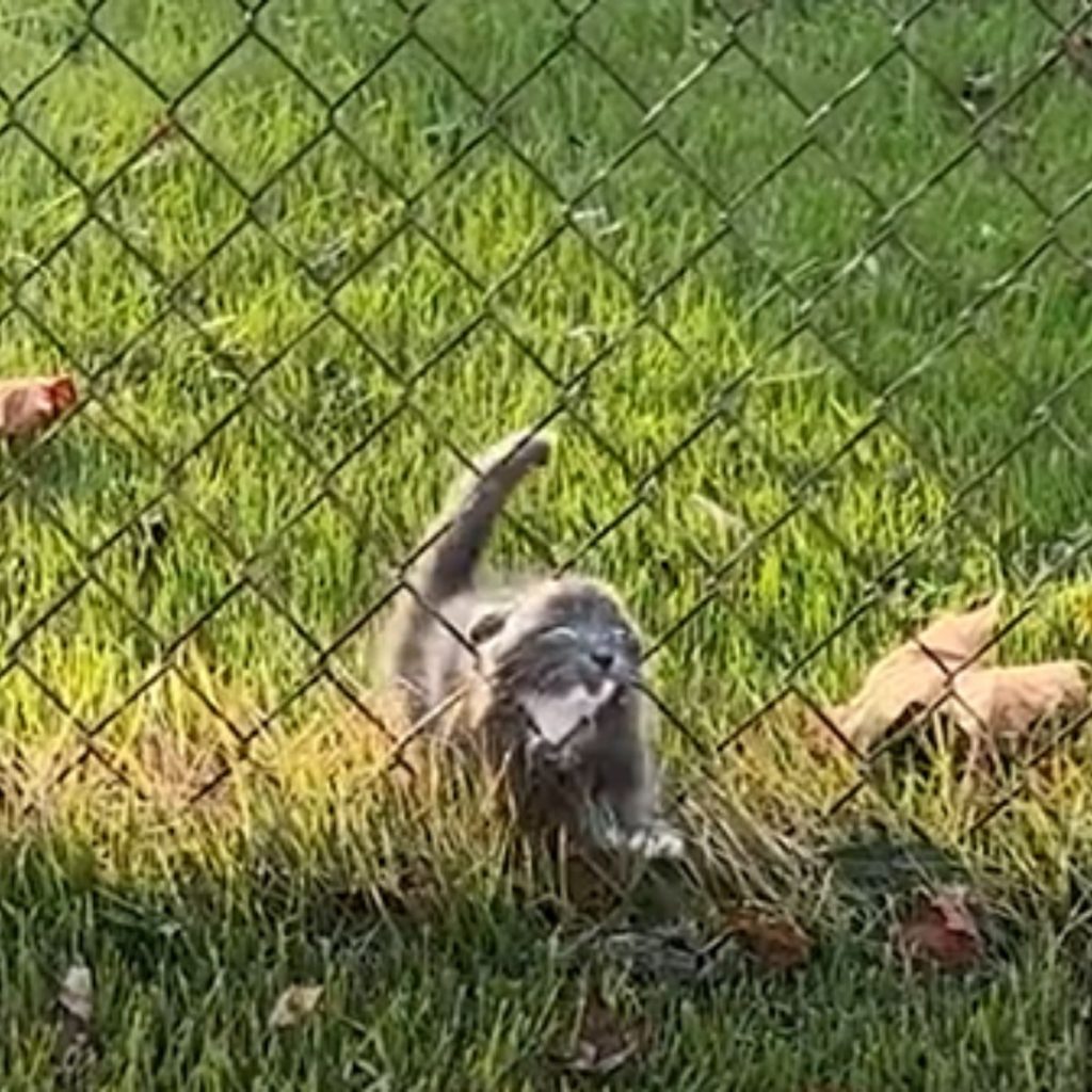 the kitten is trying to get through the fence