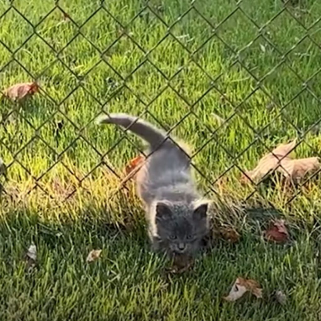 the kitten slipped through the fence