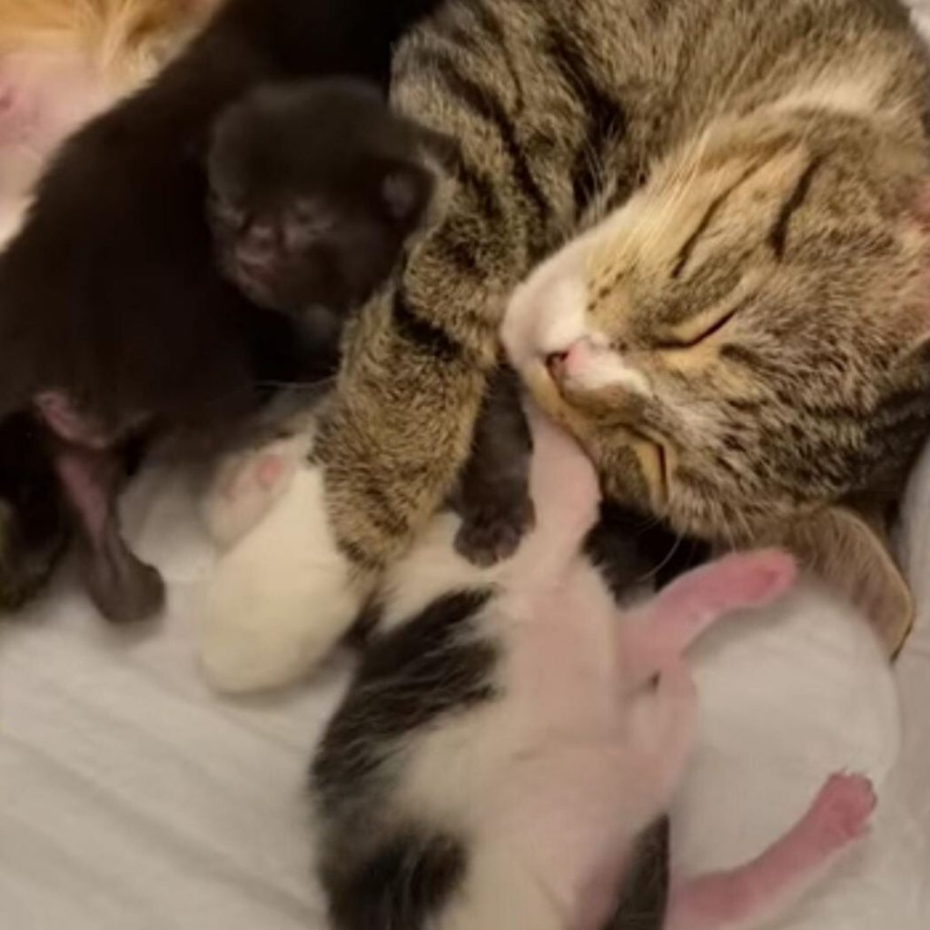 the kittens sleep next to the mother cat