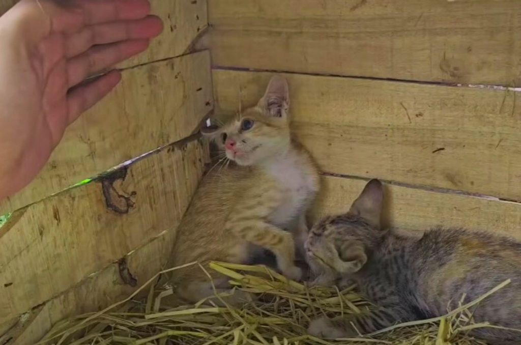 the man approaches the frightened kittens