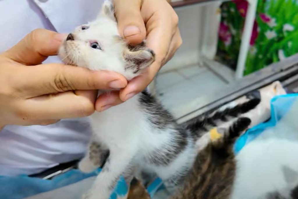 the man examines the little machete's eyes