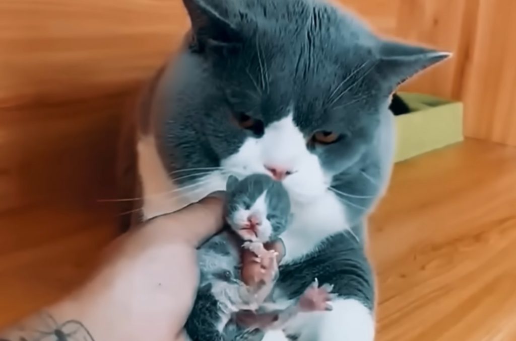 the man holds the kitten in his hand and places it next to his dad's cat