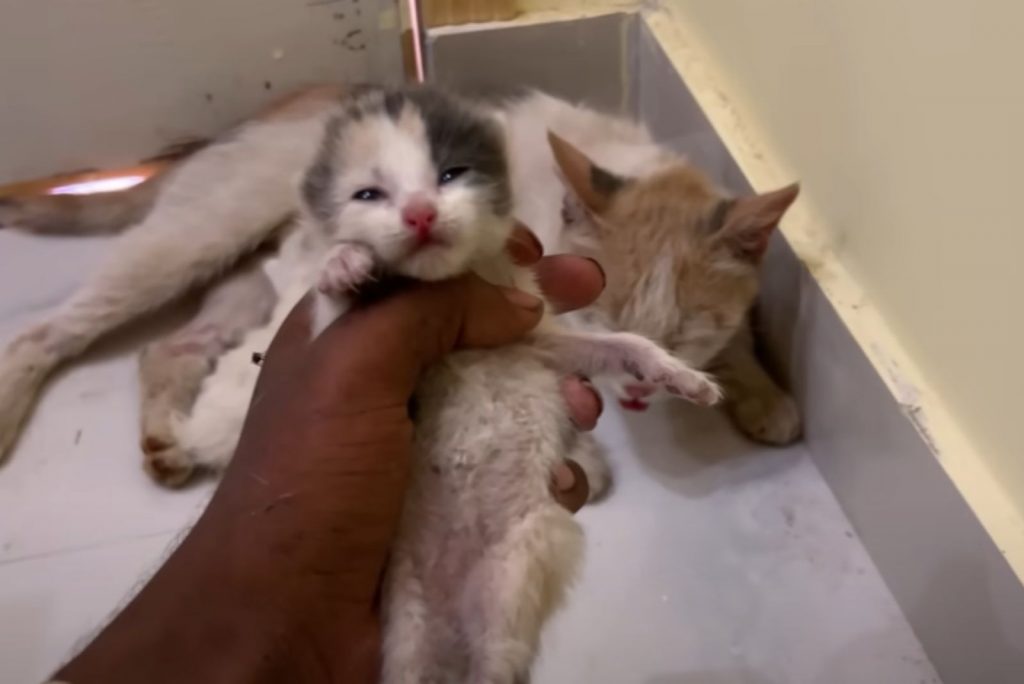 the man holds the kitten in his hand while the mother cat lies down