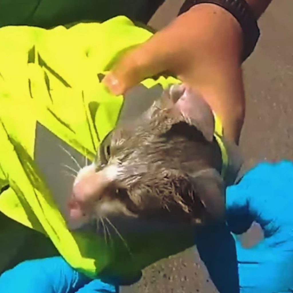 the policeman is holding a cat in his hands