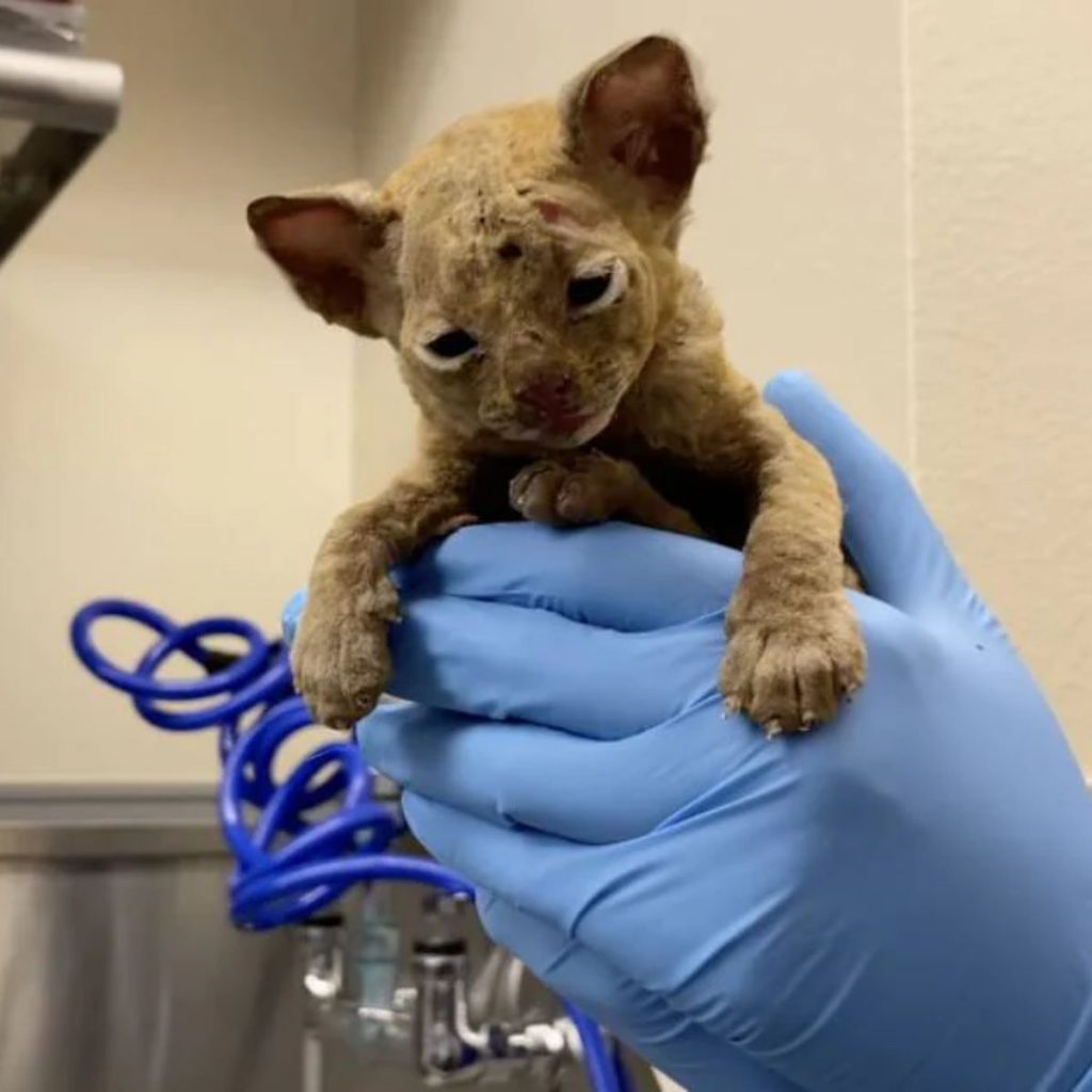 the veterinarian holds a burnt kitten in his hand