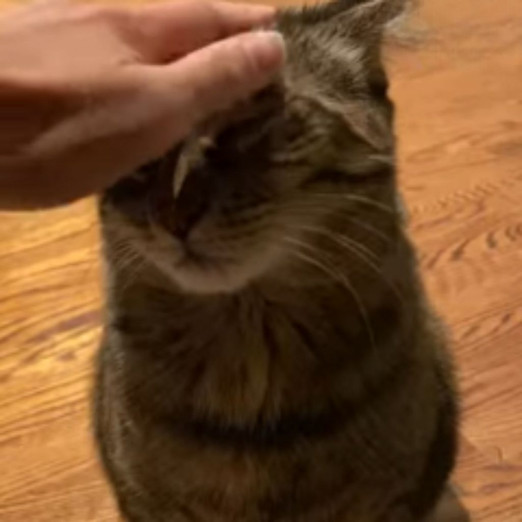 the woman strokes the cat's head