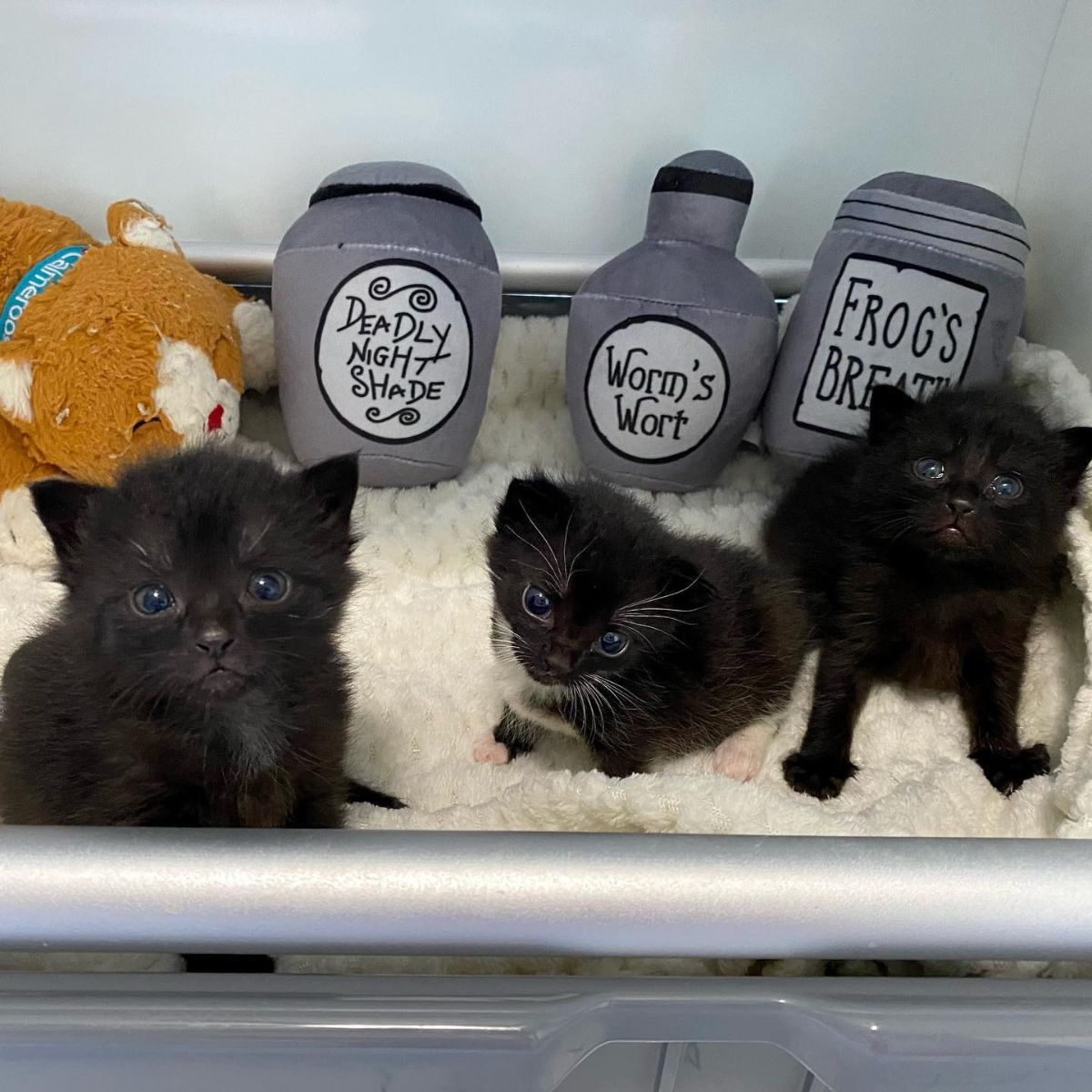 three black kittens