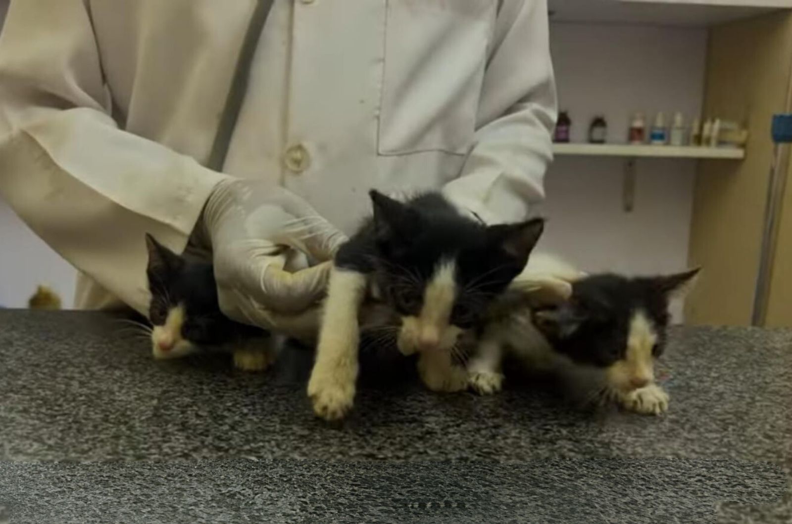 three kittens at vets