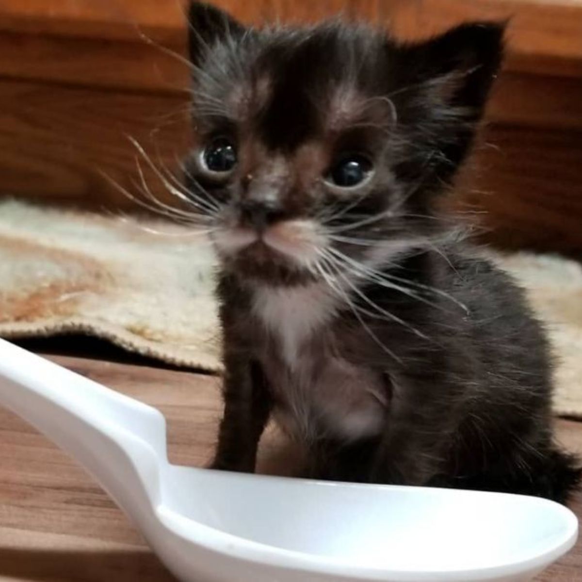 tiny black kitten