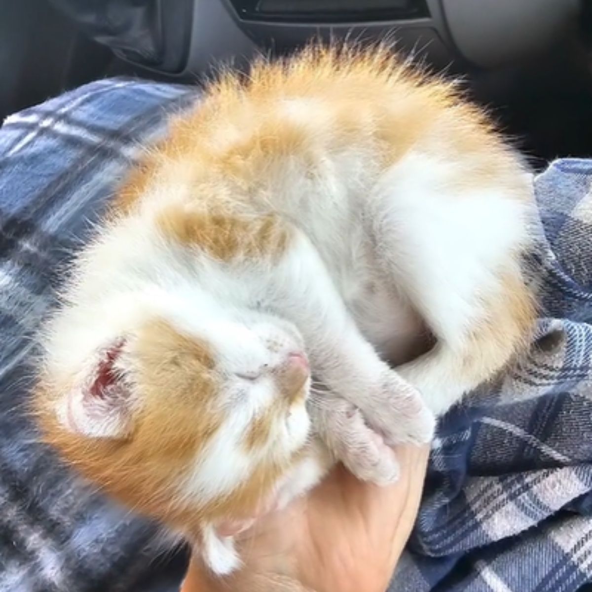 tiny kitten in hand