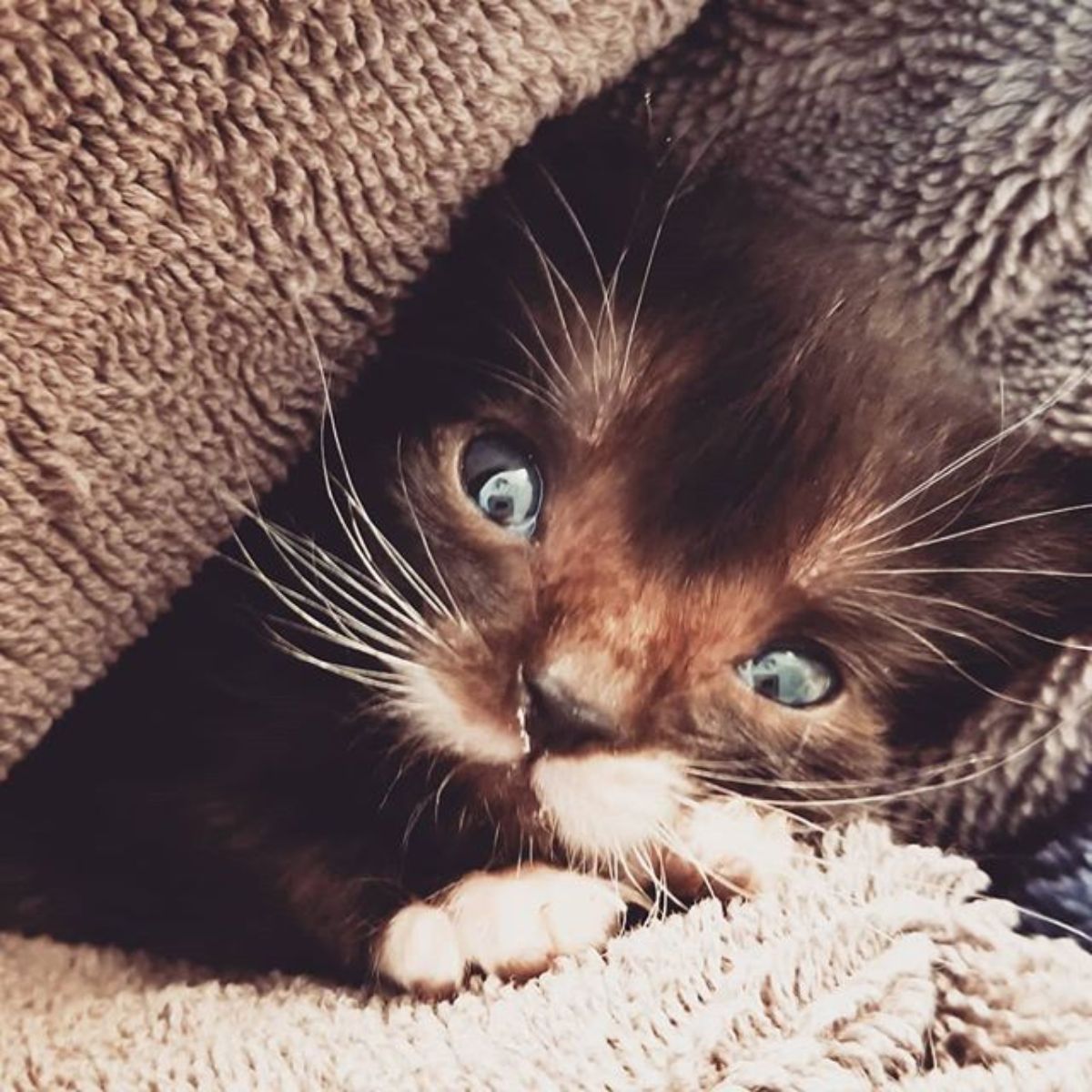 tiny kitten under blanket