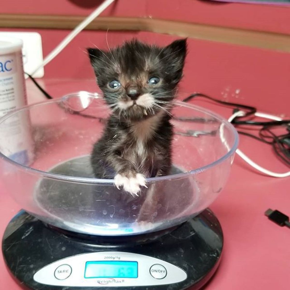 tiny kitten with blue eyes