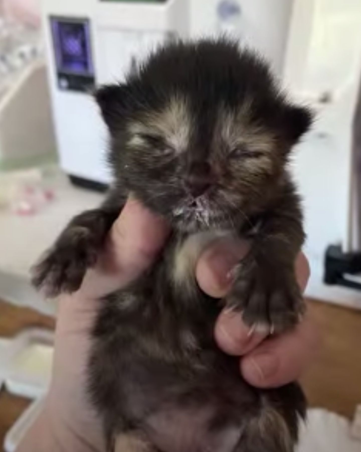 tiny kitten