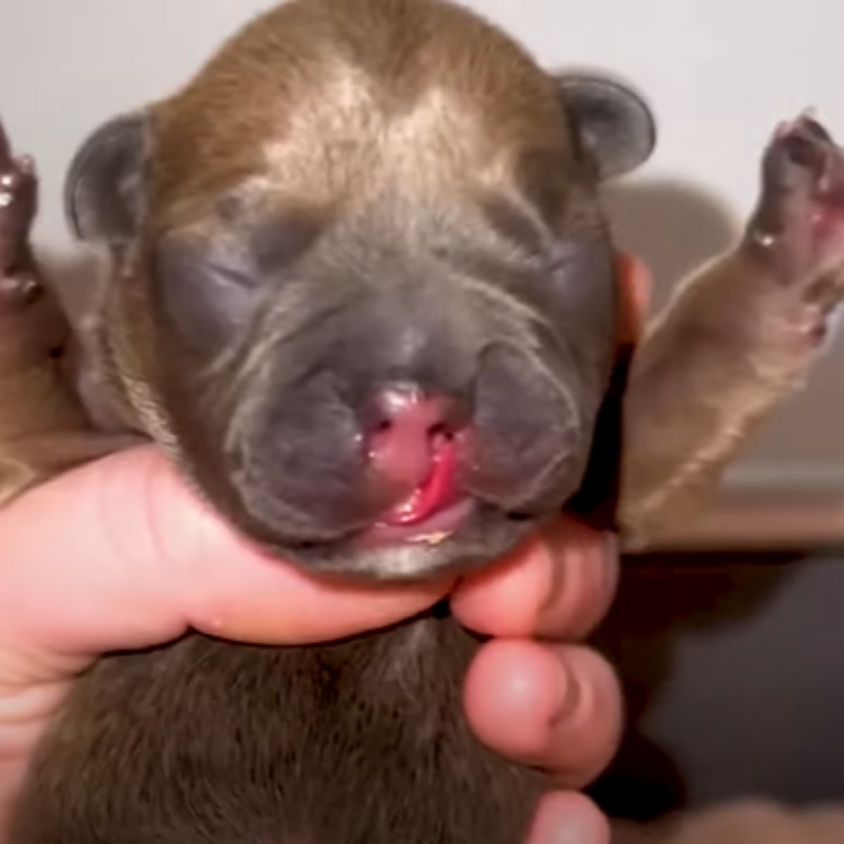 tiny newborn puppy