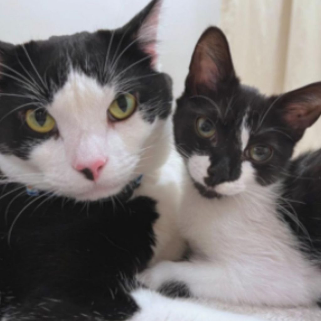 two black and white cats