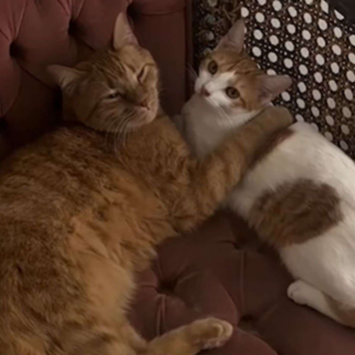 two cats in hug