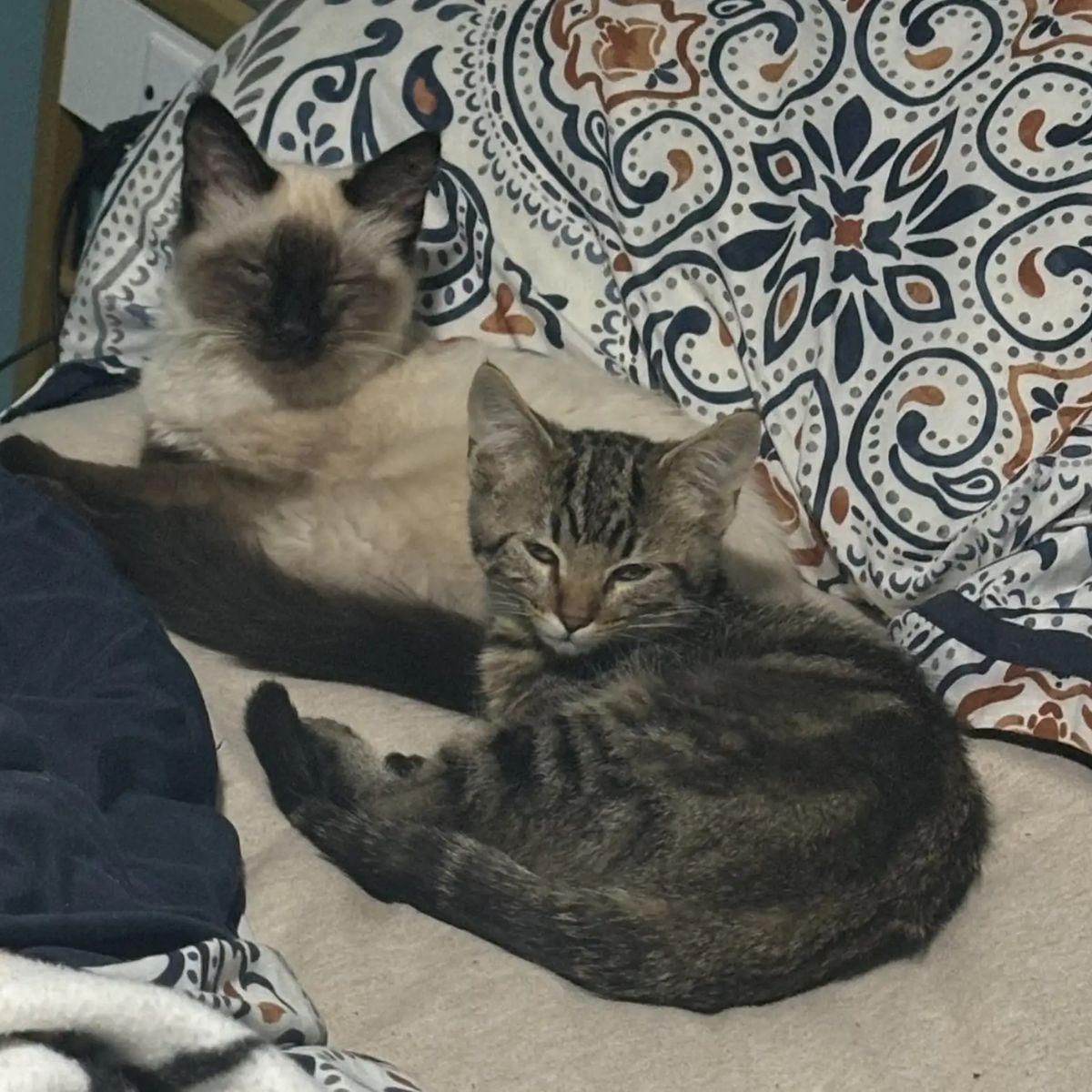 two cats lying on bed